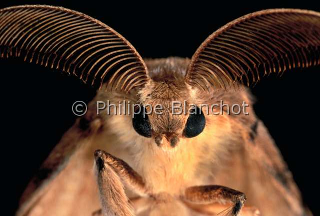 Lymantria male.JPG - in "Portraits d'insectes" ed. SeuilLymantria disparBombyx disparateSpongieuse (male)Gypsy mothLepidopteraLymantriidaeFrance